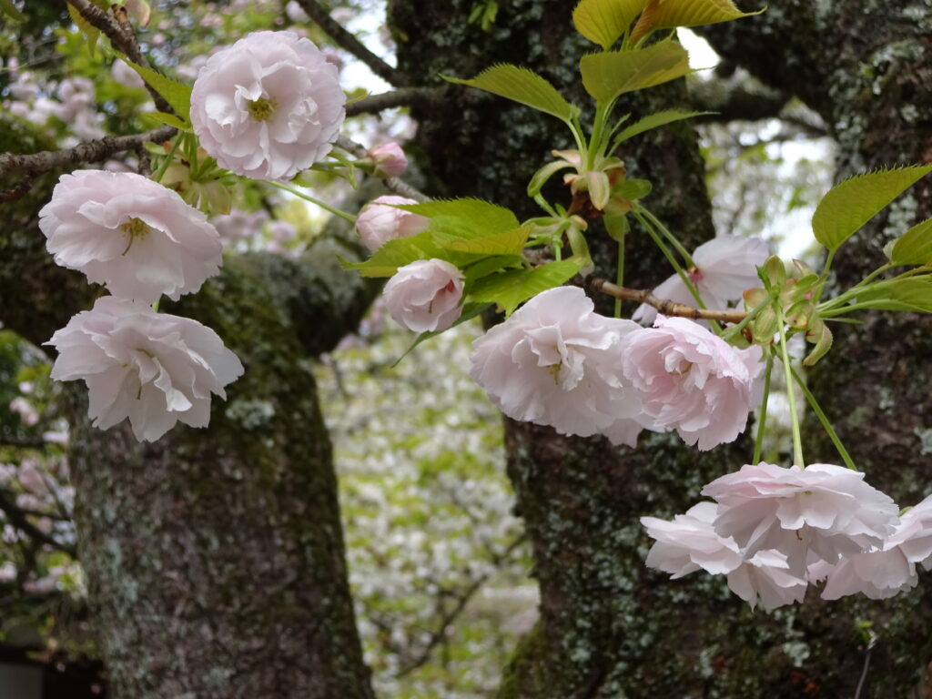 意外な食品が腹部膨満感の原因になります みたに内科循環器科クリニックブログ 横浜市いずみ中央 立場