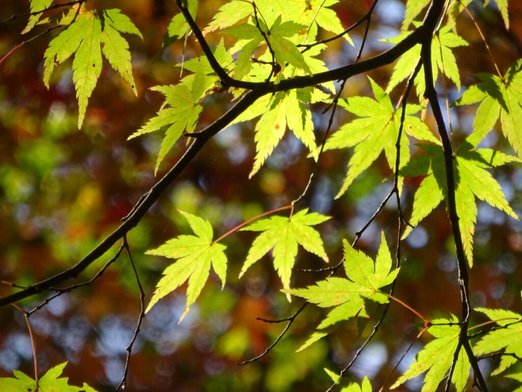 高血圧治療の本当の目的