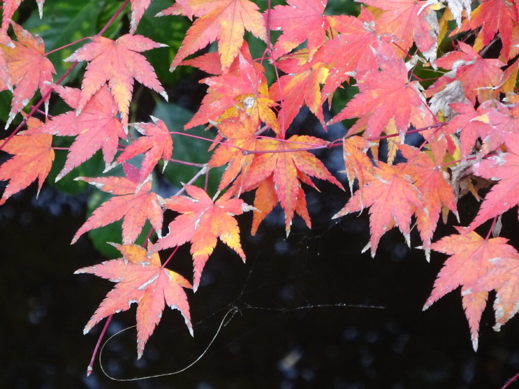 効果的なウォーキング