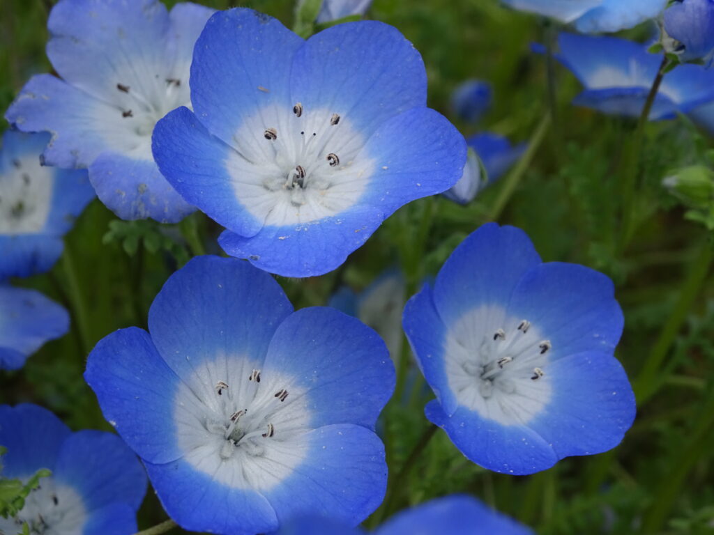 脈が早いのは、心臓の機能が低下した証拠です。知らないと、心不全になり、寝たきりになる事もあります。最後まで人生を楽しむには、ぜひ、下記の検査を受けましょう。