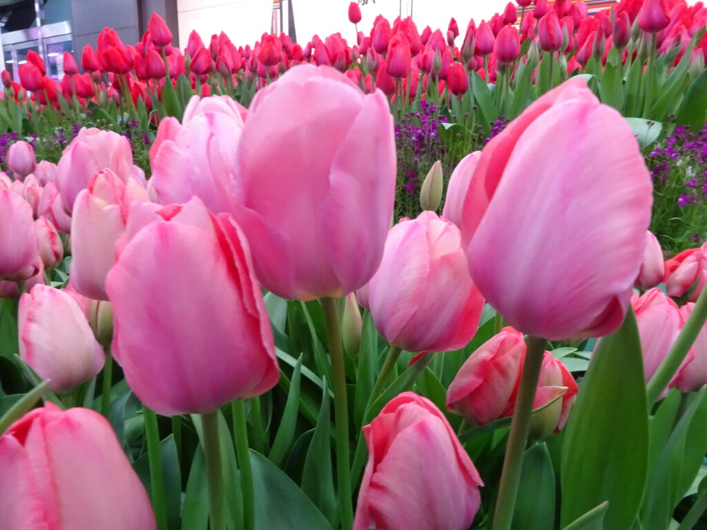 先進国の中でも、高血圧の治療率が低い国日本　その結果どのような老後が待っているでしょうか　このブログを読んで未来を変えましょう